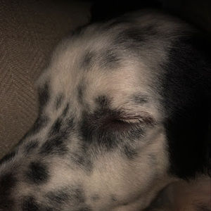 Meet your Posher, Jack